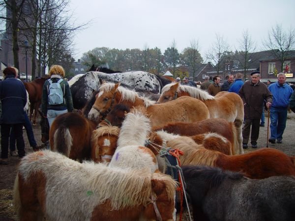 paardenmarkt200414.jpg