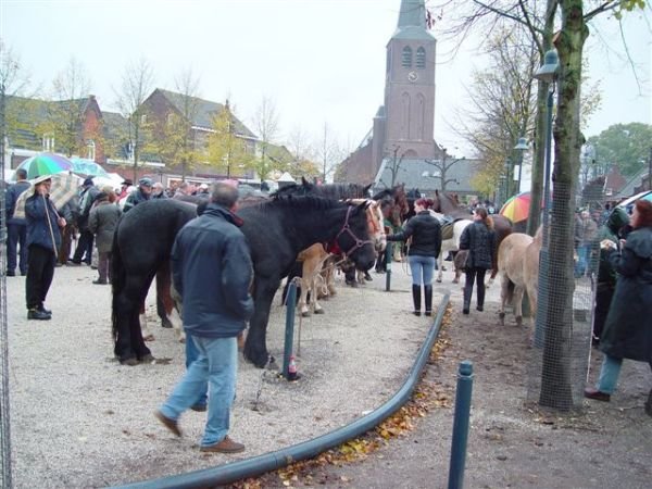 paardenmarkt200618.jpg