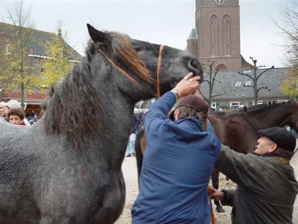 paardenmarkt200628.jpg
