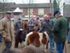 paardenmarkt200428_small.jpg