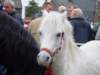 paardenmarkt200430_small.jpg
