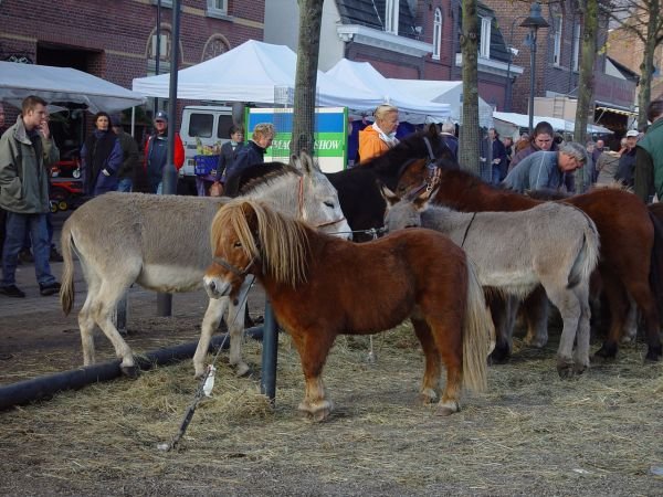 paardenmarkt200532.jpg