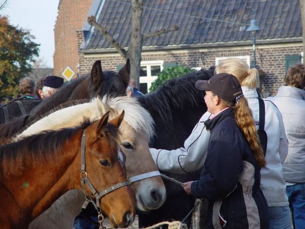paardenmarkt200534.jpg