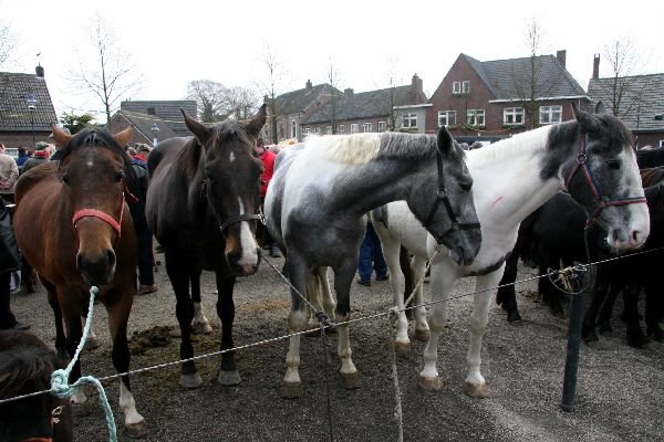 paardenmarkt10.jpg