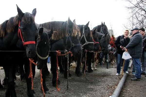 paardenmarkt11.jpg