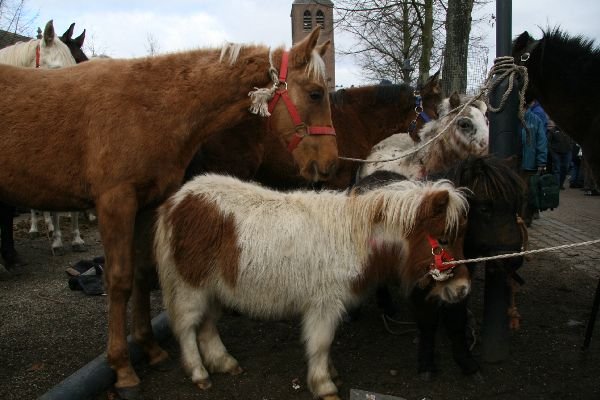 paardenmarkt26.jpg