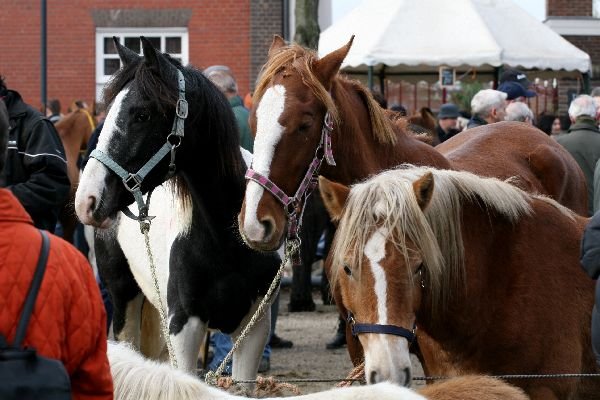 paardenmarkt33.jpg