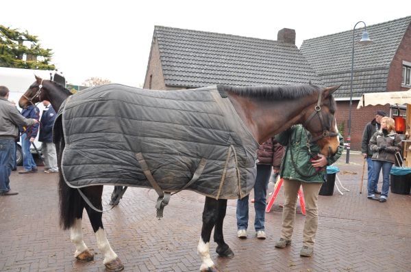 paardenmarktlottum24.jpg