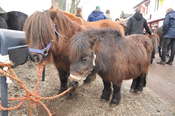 paardenmarktlottum34.jpg